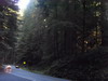 Jedediah Smith Redwood State Park.